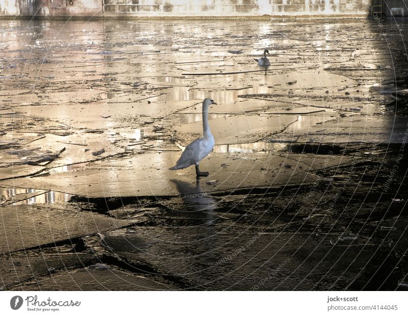 gefrorene Spree, Schwäne und Sonnenlicht Schwan Wildtier Tierporträt Reflexion & Spiegelung Fluss Eisscholle Winter Silhouette Schatten Natur Kontrast Berlin