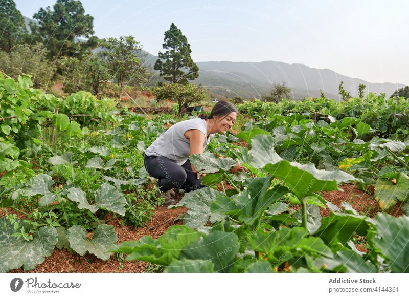 Frau entlang der Plantage auf dem Bauernhof Landwirt Schonung Pflanze grün Senior Sommer Arbeit wachsen vegetieren kultivieren Garten alt Windstille