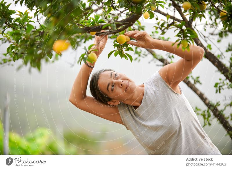 Bäuerin pflückt Früchte vom Baum Landwirt Frau pflücken abholen Ernte Bauernhof Mirabelle Senior Garten Natur Pflanze Ackerland grün Wachstum Ackerbau frisch