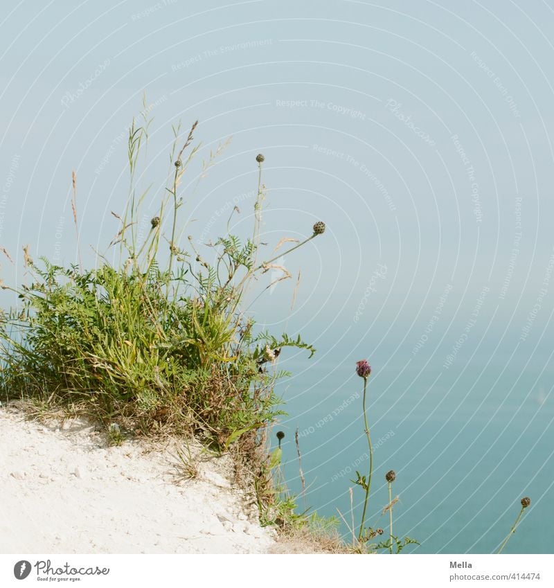 Hoch oben Umwelt Natur Landschaft Pflanze Erde Himmel Blume Gras Wiese Felsen Küste Meer Klippe Kreidefelsen Blühend Wachstum natürlich trocken blau Horizont