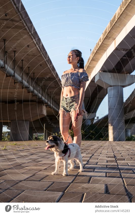 Glückliche asiatische Dame, die einen American Cocker Spaniel an der Leine führt Frau Spaziergang Hund Reinrassig gehorsam Eckzahn Freund heiter anleinen