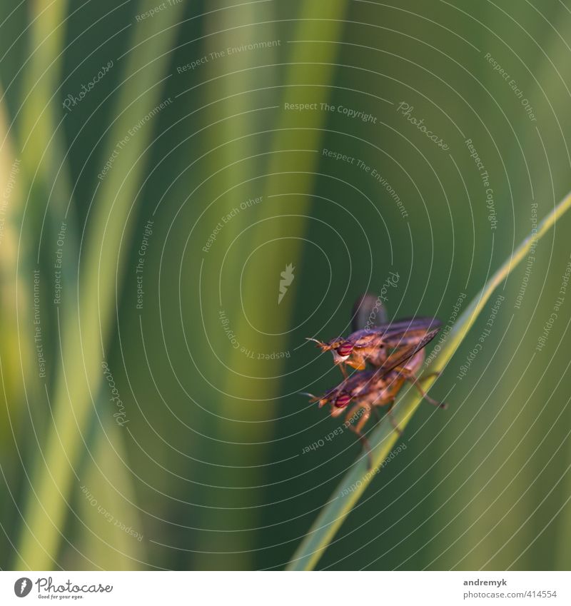 Sex im Freien Freude Natur Tier Sommer Gras Wiese Fliege Insekt 2 Tierpaar Liebe grün rot Farbfoto Außenaufnahme Makroaufnahme Abend Schwache Tiefenschärfe