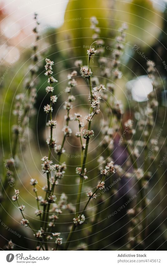 Blühende Blumen Pflanze Blütezeit Botanik Flora Wachstum filigran Gewächshaus Garten frisch Natur vegetieren wachsen natürlich organisch kultivieren Gartenbau