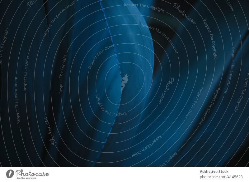 Dekorative Century-Pflanze mit zarten blauen Blättern Agave americana Jahrhundertwerk Kaktus Detailaufnahme Blatt schön filigran Flora Botanik natürlich Textur