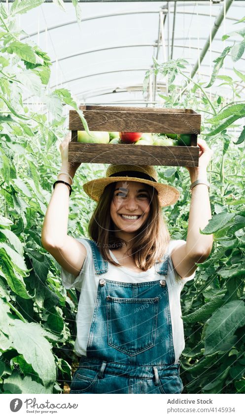 Fröhliche Gärtnerin trägt Kiste mit verschiedenen Tomaten im Gewächshaus führen Kasten sortiert Baum Gartenbau bewachsen heiter positiv idyllisch herzlich