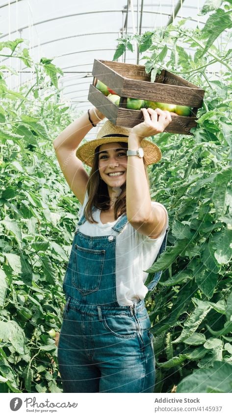 Fröhliche Gärtnerin trägt Kiste mit verschiedenen Tomaten im Gewächshaus führen Kasten sortiert Baum Gartenbau bewachsen heiter positiv idyllisch herzlich