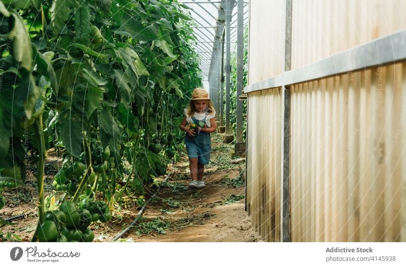 Bezauberndes Mädchen geht in der Nähe von Tomatenbäumen im Gewächshaus spazieren führen Baum Spaziergang Natur unreif Gartenbau Zaun Harmonie organisch