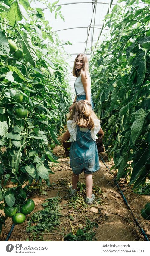 Glückliche Gärtnerin pflückt Tomaten mit Tochter im Gewächshaus Mutter pflücken Ernte Buchse grün Hut Kasten Gartenbau interagieren Baum üppig (Wuchs) unreif