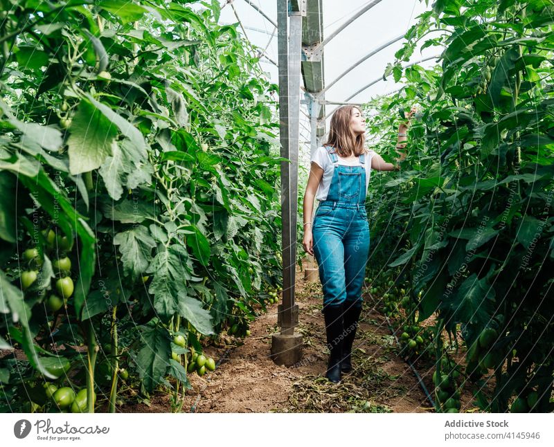 Gärtner berührt Blatt von Tomatenstrauch im Sommer Gartenbau stachelig grün kultivieren Wachstum kleben hölzern idyllisch hell Kniebeuge Gartenarbeit Frieden