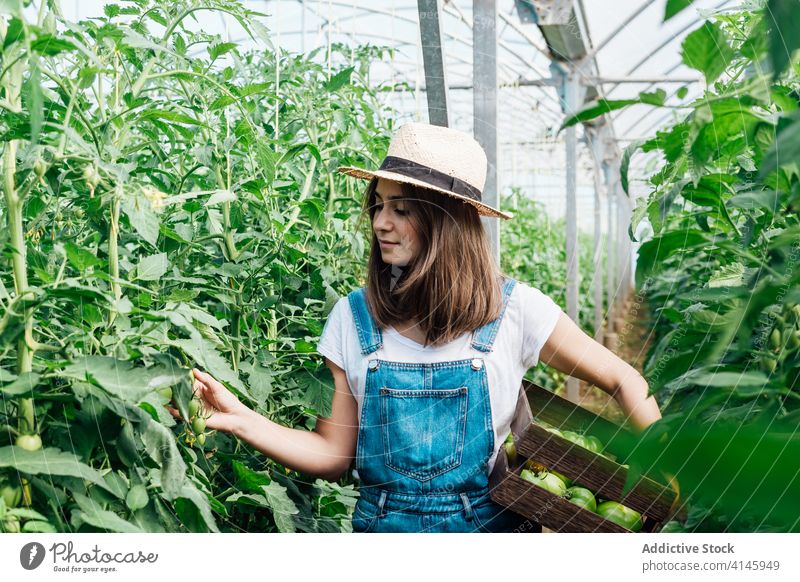 Gärtnerin sammelt grüne Tomaten im Gewächshaus im Sommer pflücken Kasten Ernte Gartenarbeit Gartenbau bewachsen kultivieren Saison führen Baum idyllisch Frau