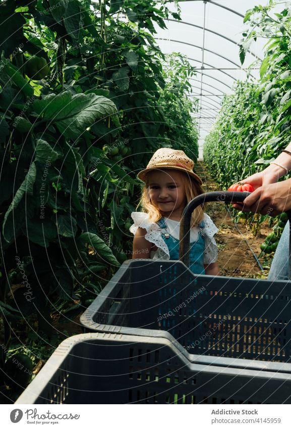 Mutter mit Tochter trägt Schubkarre in der Nähe von Tomatenbäumen im Gewächshaus führen Baum Gartenbau Lächeln üppig (Wuchs) unreif Harmonie organisch idyllisch