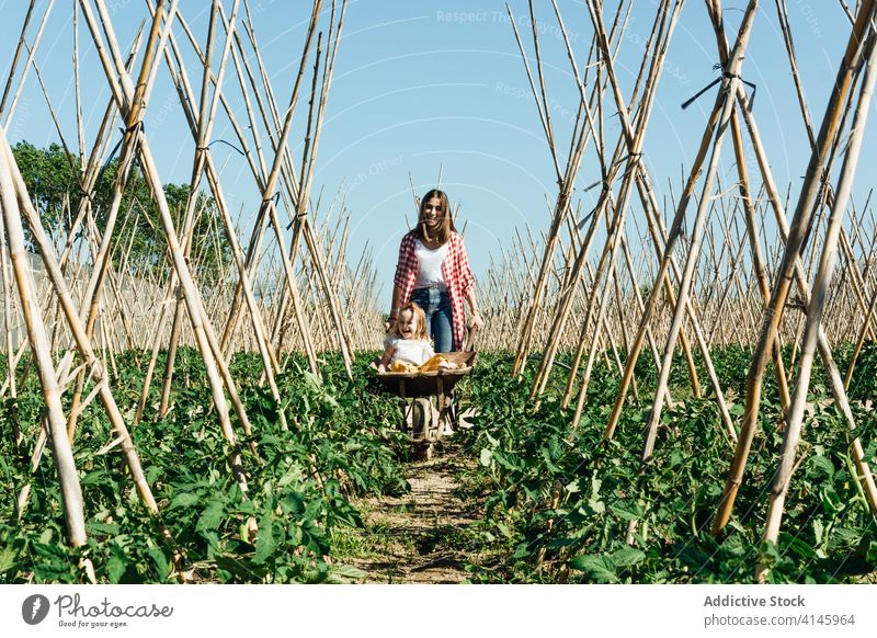 Glückliches Mädchen sitzt in Schubkarre in der Nähe lachende Mutter im Garten Spaß haben Tomate Buchse Gartenbau kleben Landschaft Blauer Himmel Kinderbetreuung