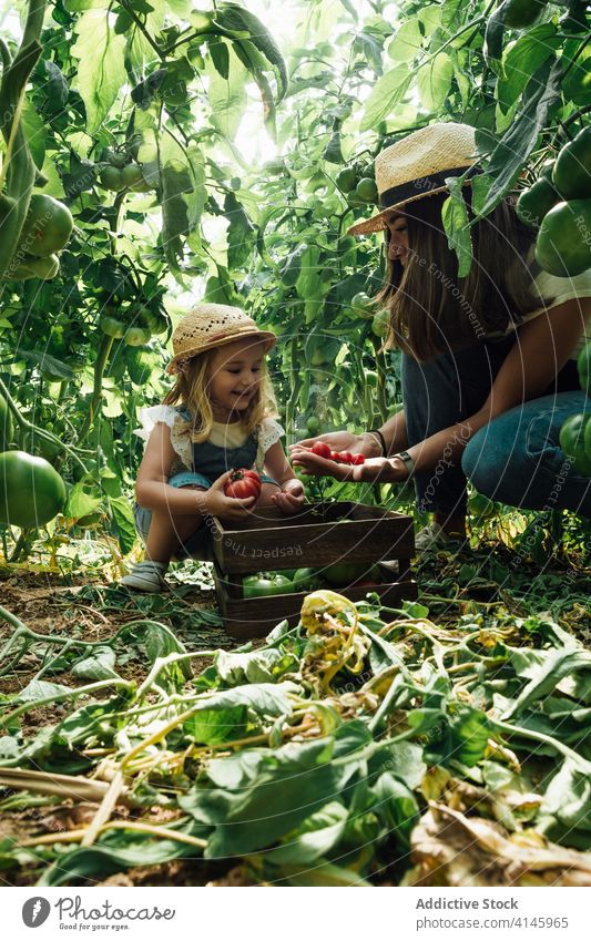 Überrumpelter Gärtner pflückt mit Tochter Tomaten im Gewächshaus Mutter pflücken Ernte Buchse grün Kasten Gartenbau interagieren erstaunt überrascht Baum