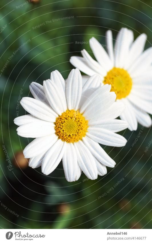 Weiße Gänseblümchen Blumen, Chamomiles Hintergrund Draufsicht, Frühling Natur, Blumen Hintergrund modernes Design medizinisch Spa abstrakt geblümt retro Liebe