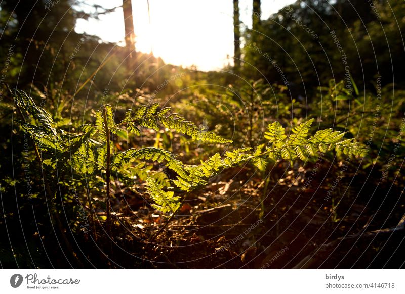 Waldboden mit jungem Farn im Licht der untergehenden Sonne , schwache Tiefenschärfe Sonnenlicht Natur Abendsonne Pflanzen Frühling Sommer Schwache Tiefenschärfe