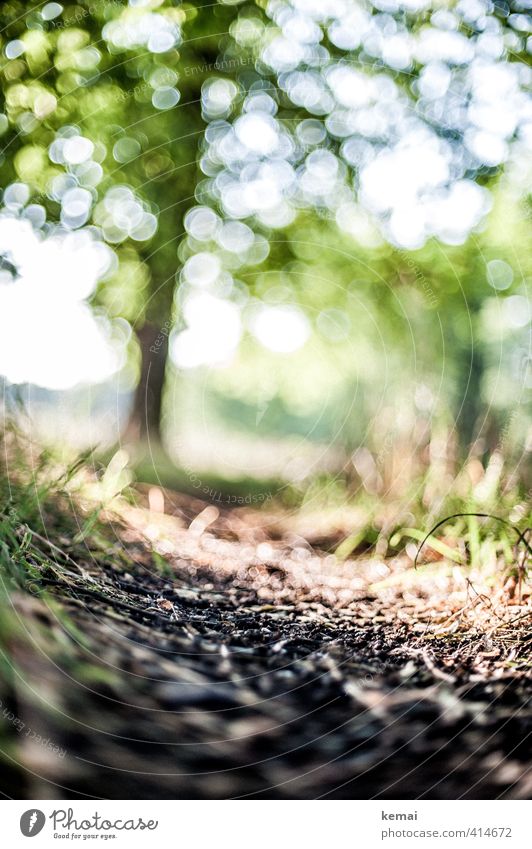 Pflanze | Sommergedanken Umwelt Natur Landschaft Erde Sonne Sonnenlicht schlechtes Wetter Wärme Baum Gras Park Wege & Pfade Fußweg schön unten grün Leben