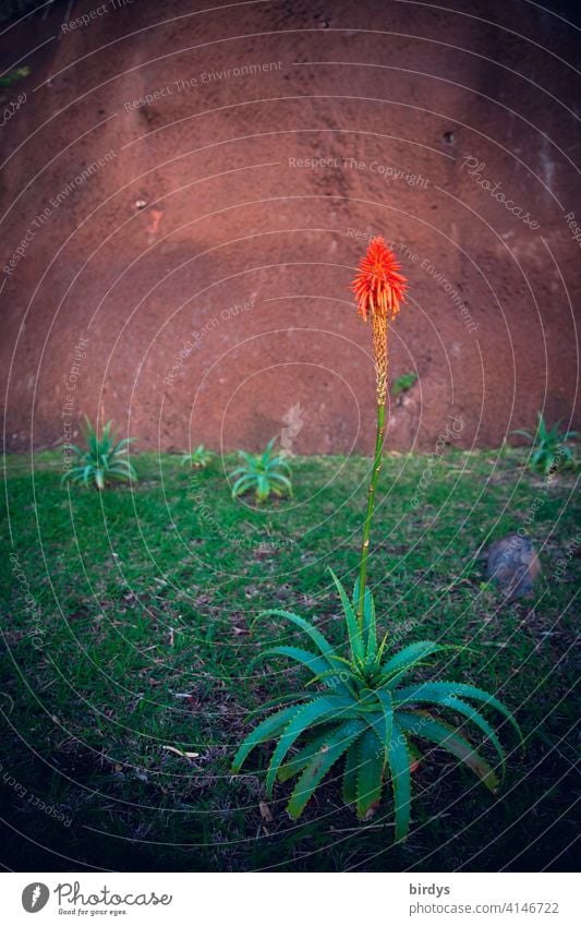 rot blühende Agave Blühen Blüte Wiese Felswand Agaven Natur Frühling exotisch Heilpflanze Nutzpflanze Duft Abendlicht Wärme