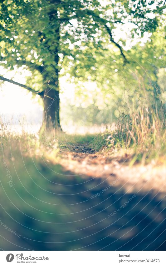 Dank an den Sommer Umwelt Natur Landschaft Pflanze Schönes Wetter Wärme Baum Gras Grünpflanze Park Wege & Pfade frisch schön grün Glück Warmherzigkeit