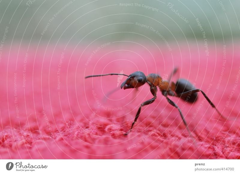 this is the ant Umwelt Natur Tier Wildtier 1 braun rot Ameise Insekt Badetuch Waldameise Farbfoto Außenaufnahme Nahaufnahme Makroaufnahme Menschenleer