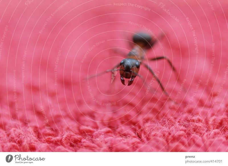 Der tut nix... Umwelt Natur Tier Wildtier 1 braun rot Ameise Waldameise Insekt Farbfoto Außenaufnahme Nahaufnahme Makroaufnahme Menschenleer Textfreiraum links