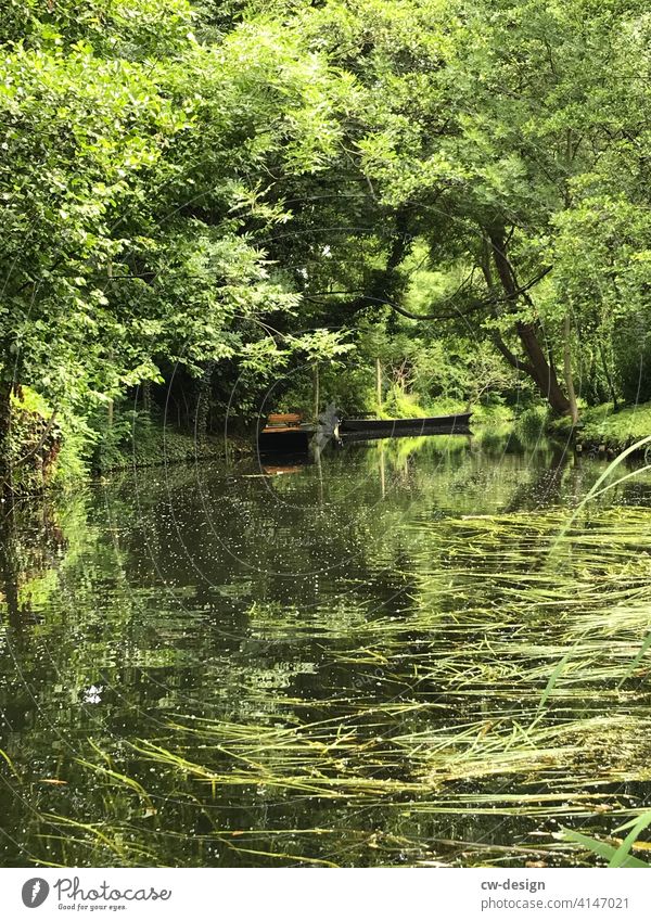 Kahnfahrt im Spreewald Kanu Floß Fluss Wasser Außenaufnahme Menschenleer Reflexion & Spiegelung Natur Baum Landschaft Farbfoto Flussufer Pflanze Umwelt