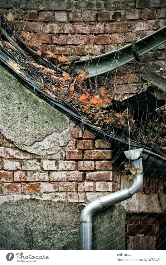 Einer trage des Anderen Last Dachrinne Fallrohr Regenrinne Regenrohr marode Verfall Ziegelbau verfallen Gebäude Haus Dachbewuchs verwildert ungepflegt kaputt