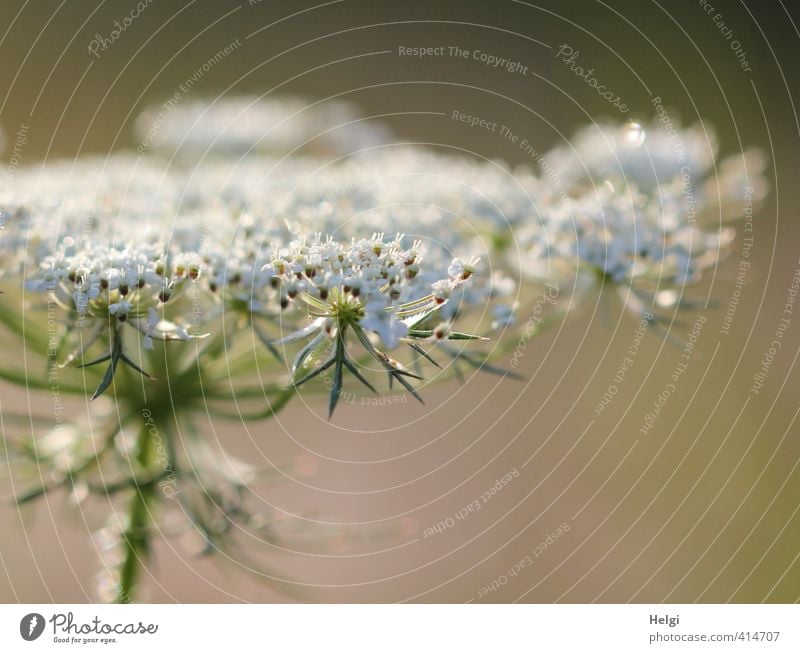 Geburtstagsblümchen... Umwelt Natur Pflanze Wassertropfen Sommer Schönes Wetter Blume Blüte Wildpflanze Wiese Blühend glänzend Wachstum ästhetisch schön nass