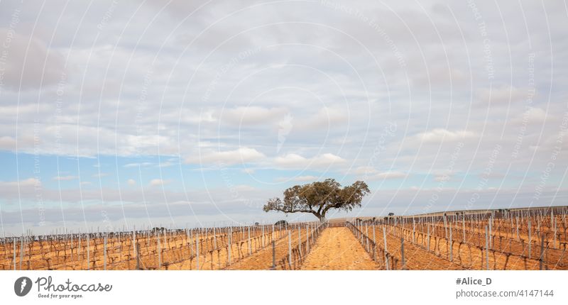 Einsamer Baum in einer Weinbergslandschaft in Andalusien Ackerbau Andalusia Hintergrund schön Blauer Himmel Wolken Farbe Landschaft kultiviert trocknen Umwelt