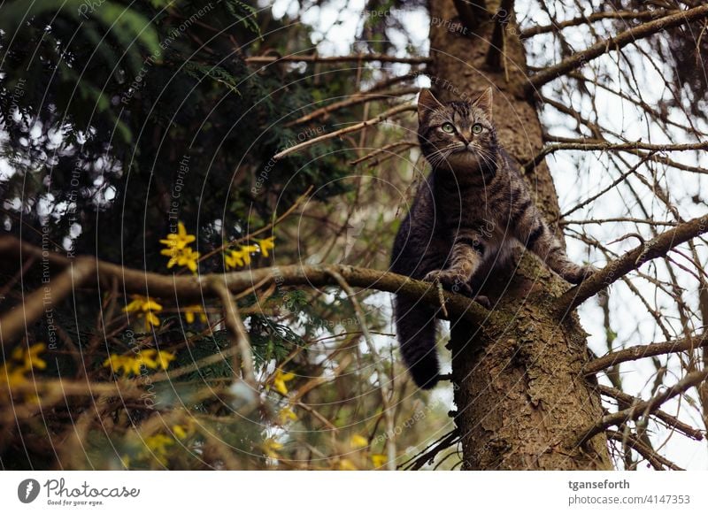 Katze im Baum Außenaufnahme Natur Tier Menschenleer Haustier Tierporträt 1 Farbfoto Blick beobachten Hauskatze Neugier niedlich Fell Wachsamkeit Tag lauernd