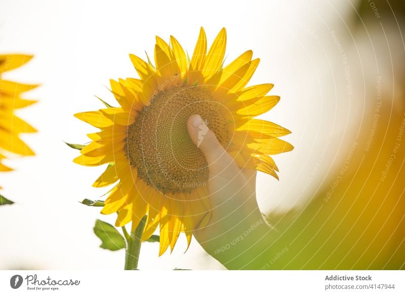 Anonyme Person hält Sonnenblume Feld Sommer genießen Natur Sonnenlicht Blume sorgenfrei Landschaft Wiese sich[Akk] entspannen Freude ländlich Freiheit Gras hell