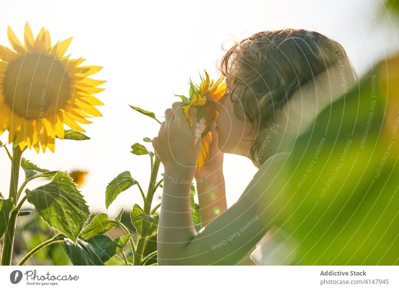 Nettes Kind in blühenden Sonnenblumenfeld Junge Feld genießen riechen Sommer aromatisch Blume Wiese Blütezeit Augen geschlossen Natur Freude Duft Landschaft