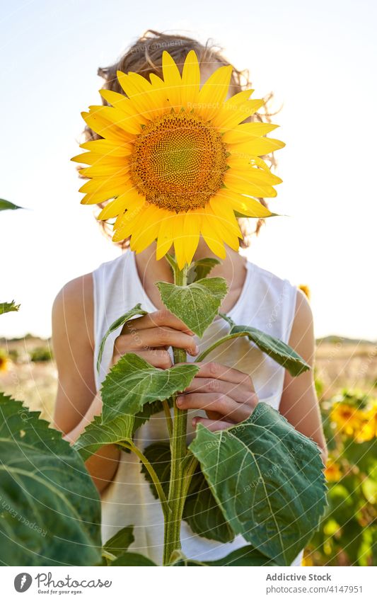 Entzückendes Kind im Sonnenblumenfeld Feld Wiese Blume Sommer Teenager sonnig sich[Akk] entspannen Natur ländlich grün Blütezeit duftig stehen Flora frisch