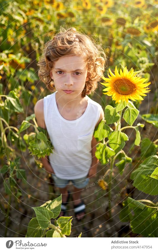 Nettes Kind in blühenden Sonnenblumenfeld Junge Feld Sommer Blume emotionslos ernst Wiese Blütezeit Starrer Blick Natur Freude nachdenklich Landschaft grün gelb