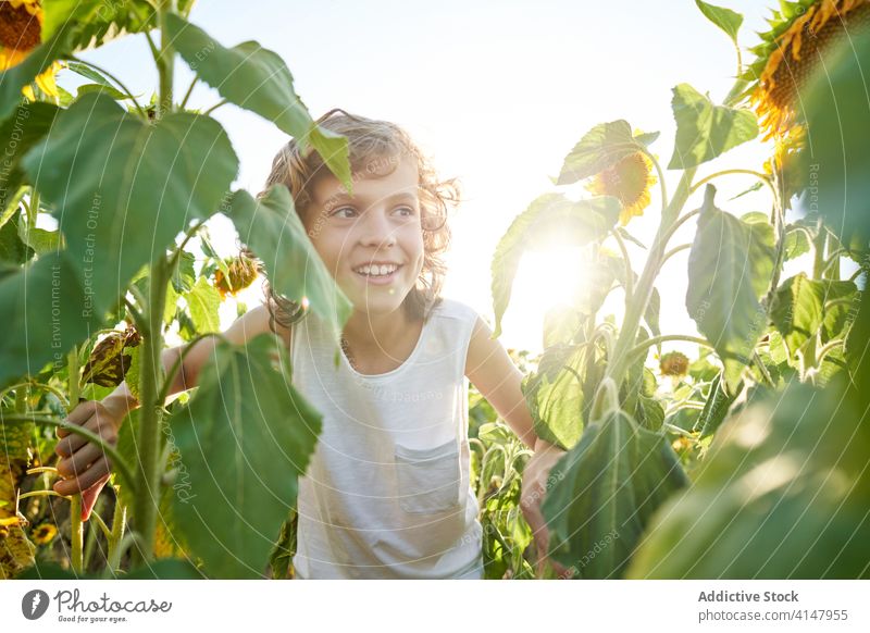 Nettes Kind in blühenden Sonnenblumenfeld Junge Feld genießen Sommer Blume Wiese Blütezeit Natur Freude Glück Lächeln Landschaft heiter grün gelb Farbe lebhaft