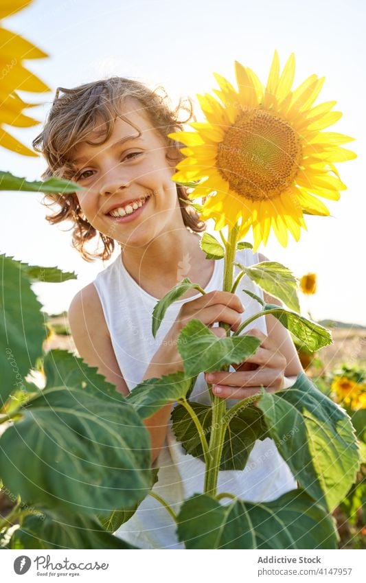 Nettes Kind in blühenden Sonnenblumenfeld Junge Feld genießen Sommer Blume Wiese Blütezeit Natur Freude Glück Lächeln Landschaft heiter grün gelb Farbe lebhaft