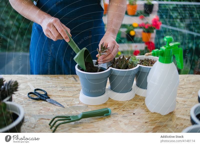 Unbekannter Gärtner pflanzt Setzlinge mit einer Kelle in Töpfe Pflanze Keimling Topf vorbereiten Boden Gartenbau kultivieren Hobby professionell Freizeit Schere