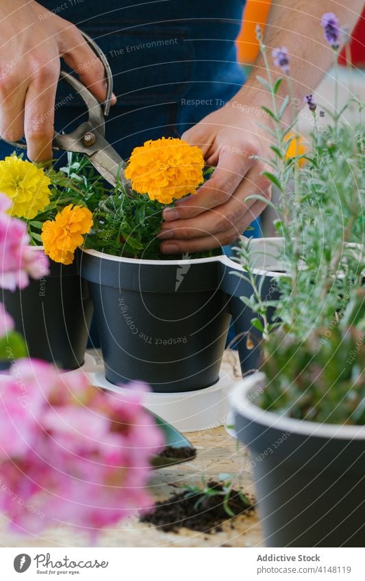 Gesichtsloser Gärtner schneidet Stiele einer bunten Topfblume im Garten Anbauer geschnitten Blume Schere Vorbau Blütezeit kultivieren Gartenarbeit farbenfroh