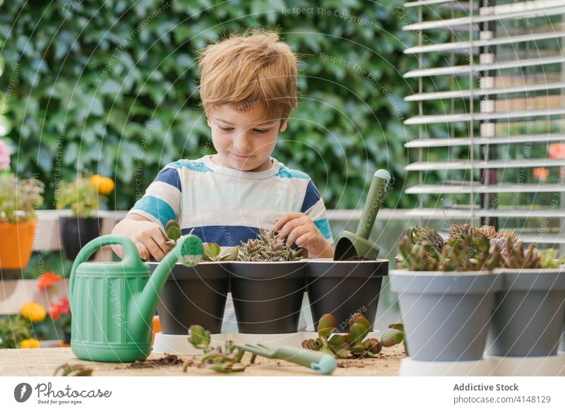 Junge pflanzt Kaktussetzling im Garten Pflanze Keimling Topf Gartenbau kultivieren Boden Gartenarbeit Hobby Gießkanne Harmonie Kunststoff Kelle Freizeit Anbauer