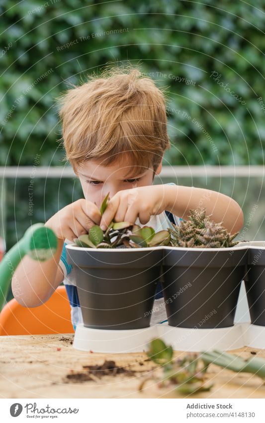 Junge pflanzt Kaktussetzling im Garten Pflanze Keimling Topf Gartenbau kultivieren Boden Gartenarbeit Hobby Gießkanne Harmonie Kunststoff Kelle Freizeit Anbauer