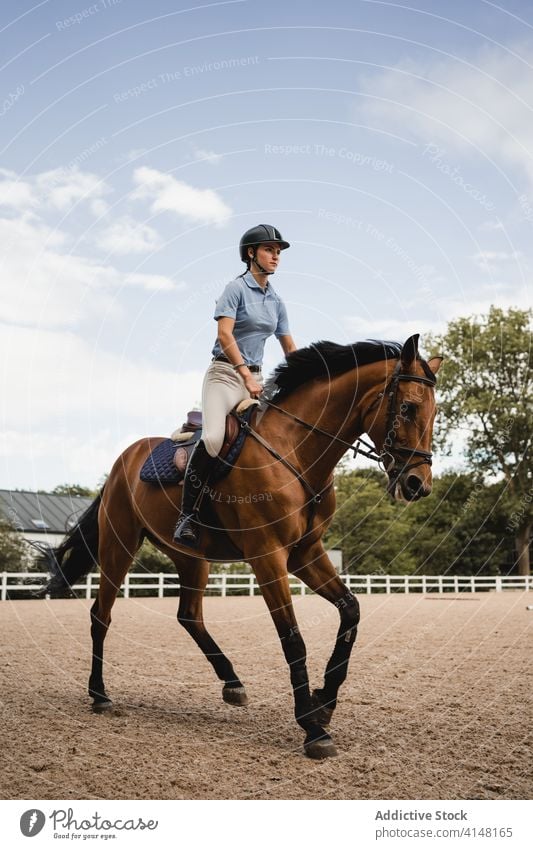 Weiblicher Jockey reitet Pferd auf Paddock Pferderücken Mitfahrgelegenheit Dressur Frau Training Reiterin Sattelkammer Arena Kastanie Zügel Zaumzeug Tier