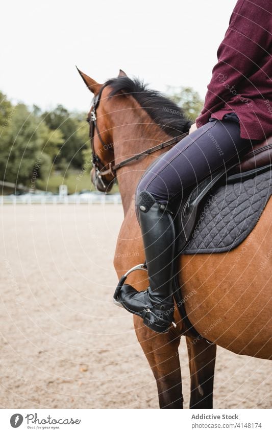 Weiblicher Jockey auf Pferd im Park Mitfahrgelegenheit Reiterin Frau Pferderücken Dressur Training Kastanie Tier pferdeähnlich Besitzer Haustier Säugetier grün