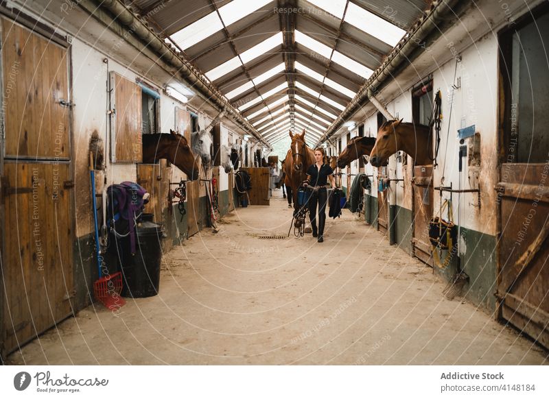 Frau in Scheune mit Pferd Reiterin Pferdestall Spaziergang Gerät Zügel Zaumzeug Tier pferdeähnlich jung Jockey Kastanie Besitzer Haustier Dame Säugetier Sport