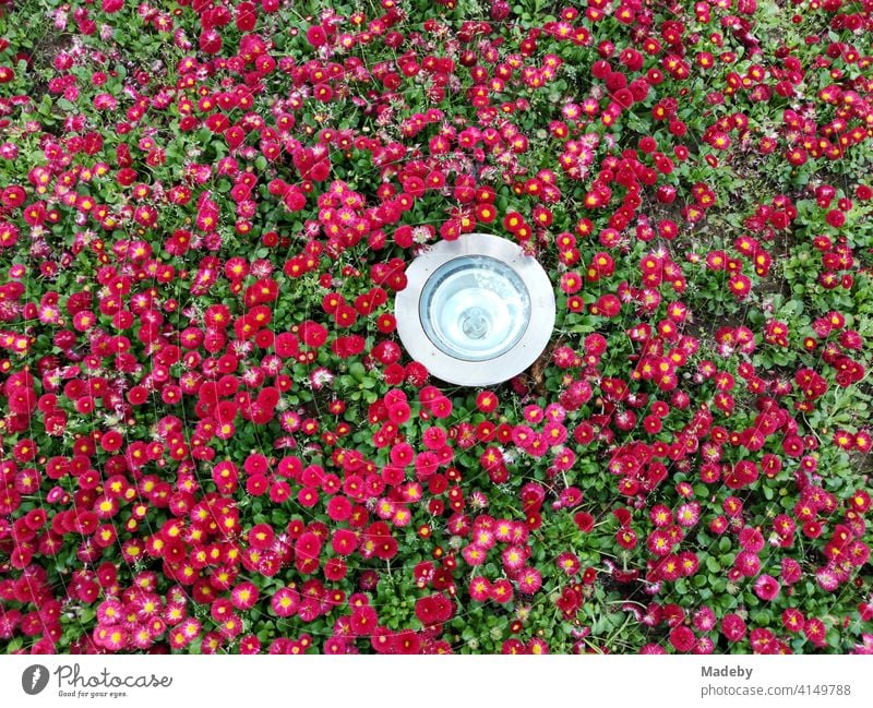 Moderner runder Scheinwerfer in einem Blumenbeet mit Hunderten roter Blüten in einem Park in Bursa in der Türkei Beet Rot Blütenmeer Lampe Leuchte Strahler