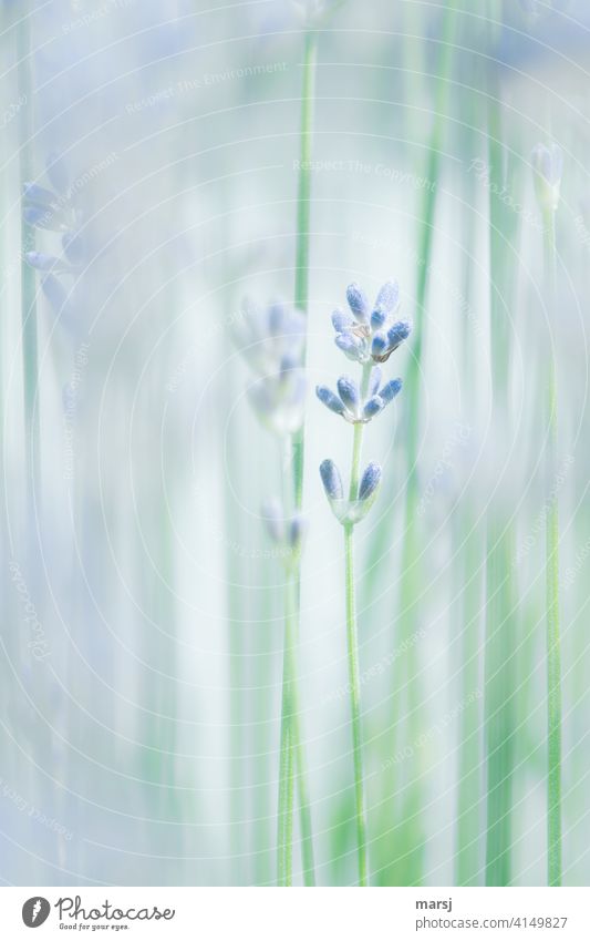 Lavendel. Unscheinbar aber Dufte Pflanze Blüte Blütenknospe violett Farbfoto Natur Blume Sommer Schwache Tiefenschärfe natürlich Stängel Blühend Garten Wachstum