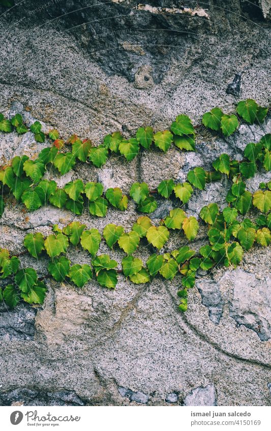 grüne Pflanzenblätter an der Wand Blätter Blatt grüne Blätter grüne Farbe grüner Hintergrund Garten geblümt Natur natürlich Laubwerk Vegetation dekorativ