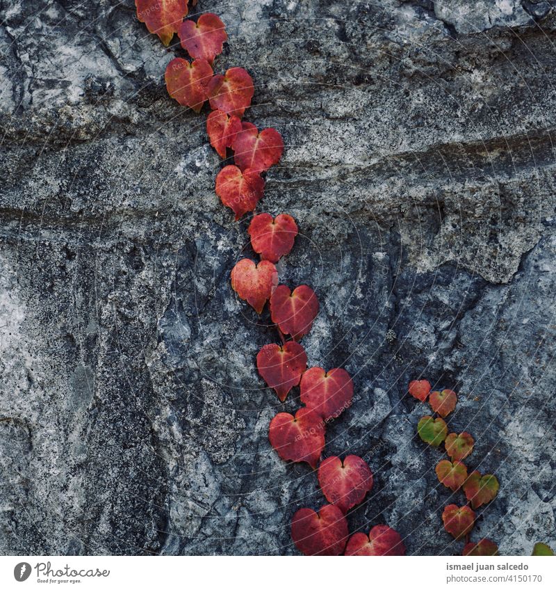 rote Pflanzenblätter an der Wand Blätter Blatt rote Blätter Garten geblümt Natur natürlich Laubwerk dekorativ Dekoration & Verzierung abstrakt texturiert