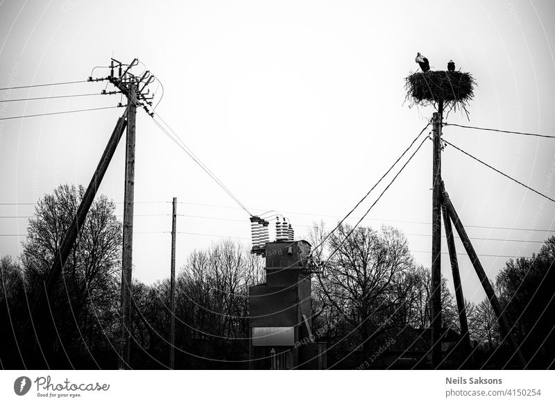 Eine Storchenfamilie, die auf einem Nest lebt, das sie auf einem Strommast in einer ländlichen Gegend in Lettland gebaut hat. Wilde Tiere, die zwischen Menschen leben.