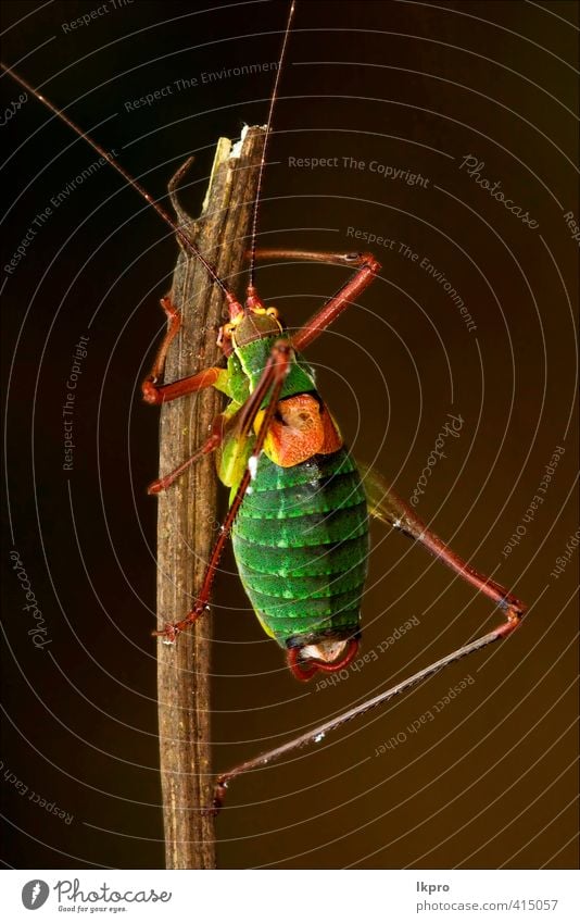 ose up of grasshopper Orthopt Natur Pflanze Pfote Linie braun grau grün schwarz weiß Farbe Heuschrecke kleben Zweig Insekt Holz Auge Buchse Verdunstung Ast