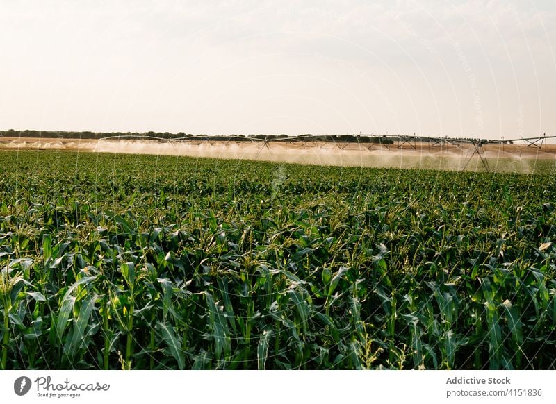 Landwirtschaftliches Feld mit Bewässerungsanlage Ackerbau bewässern Pflanzenbewässerung Wasser Maschine Schonung Sprinkleranlage Angelpunkt Bauernhof ländlich