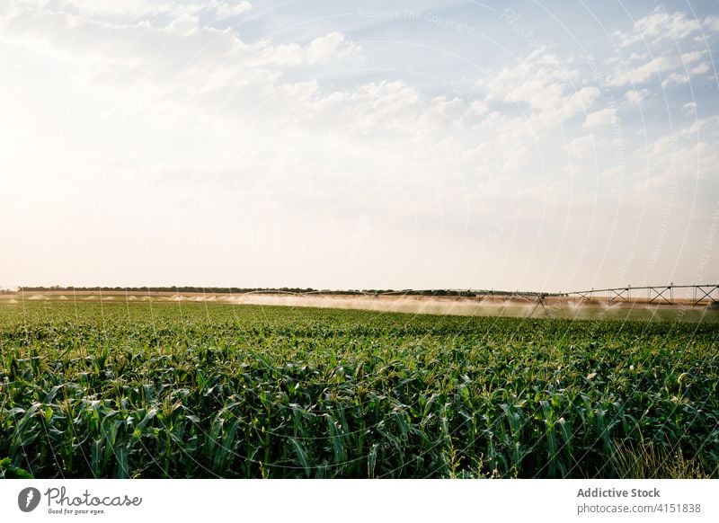 Landwirtschaftliches Feld mit Bewässerungsanlage Ackerbau bewässern Pflanzenbewässerung Wasser Maschine Schonung Sprinkleranlage Angelpunkt Bauernhof ländlich